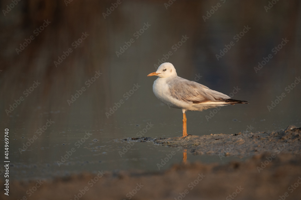 Fototapeta premium Portrait of a Slender-billed gull at Busaiteen coast of Bahrain