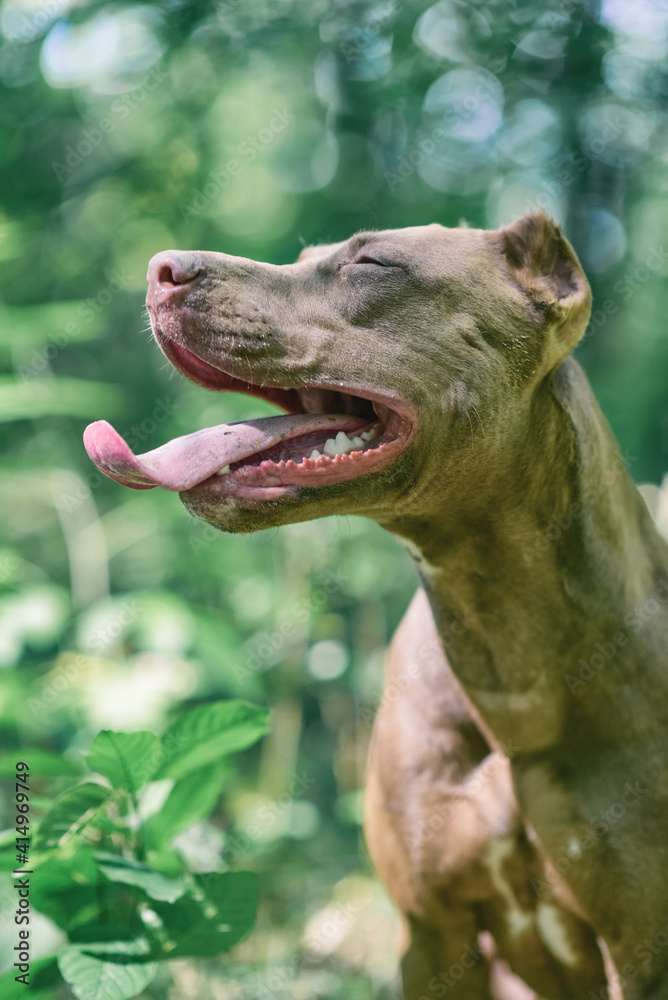 Young handsome pit bull terrier in the summer forest. Young handsome pit bull terrier in the summer forest.