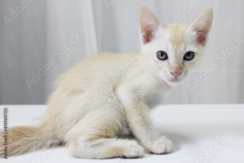 Thai orange ginger kitten is very adorable, cute and beautiful. The Thai kitten sitting and looks straight on the white table and background. The Thai kitten looks very closely.