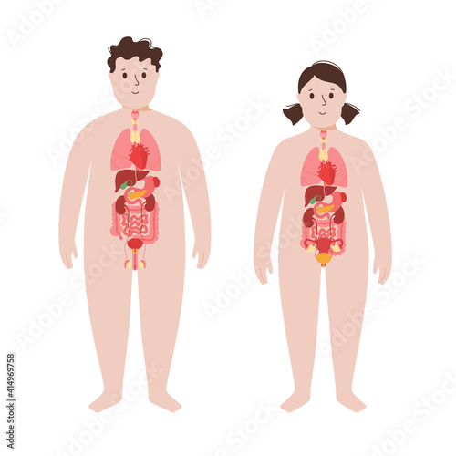 Organs in obese human body