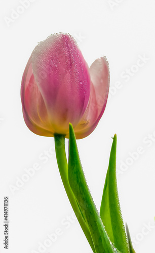 Fototapeta Naklejka Na Ścianę i Meble -  Tulip flowers during the spring season