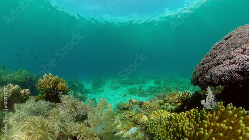 Colorful tropical coral reef. Hard and soft corals  underwater landscape. Travel vacation concept. Philippines.