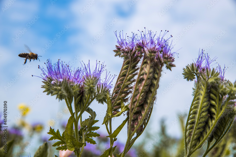 Honey plant. Phacelia blooms with bright purple and blue flowers. Bees collect honey. Selective focus. Blurred background. Honey plant. Phacelia blooms with bright purple and blue flowers. Bees collect honey. Selective focus. Blurred background.