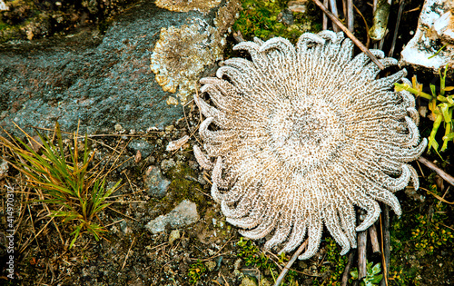 star plant