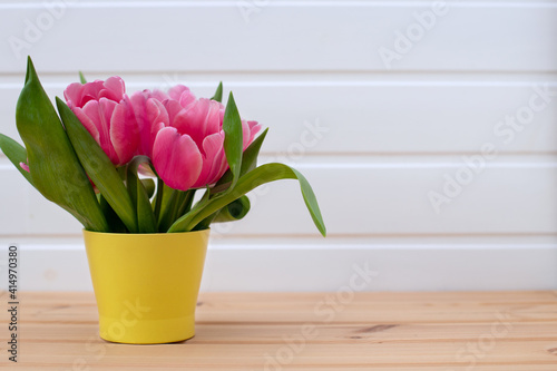 Purple-pink tulips in a yellow pot on a white background, spring and Easter card, top view, place for text