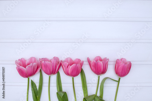 Purple-pink tulips on a white background, spring and Easter card, top view, place for text