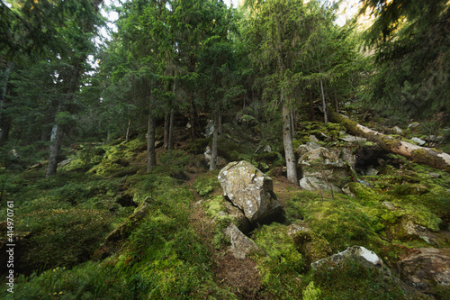 The Primeval Pine Forest With Green Moss