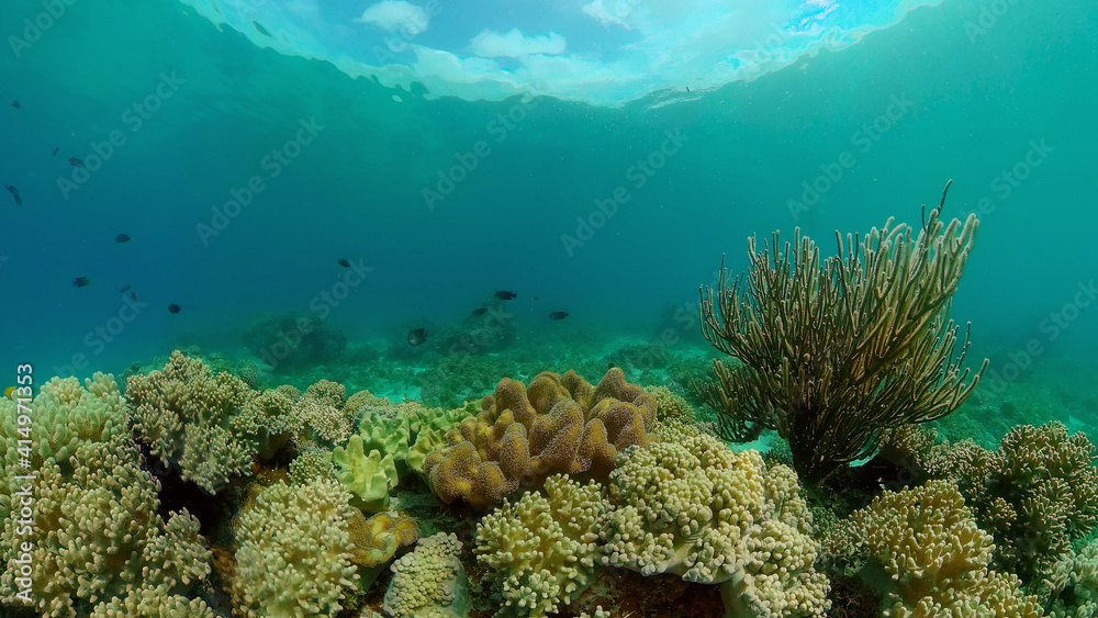 Reef coral scene. Colourful underwater seascape. Beautiful soft coral. Sea coral reef. Philippines. Reef coral scene. Colourful underwater seascape. Beautiful soft coral. Sea coral reef. Philippines.