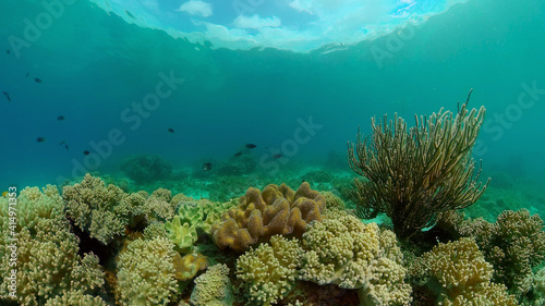 Reef coral scene. Colourful underwater seascape. Beautiful soft coral. Sea coral reef. Philippines.