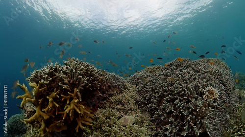 Scene reef. Marine life sea world. Underwater fish reef marine. Philippines.