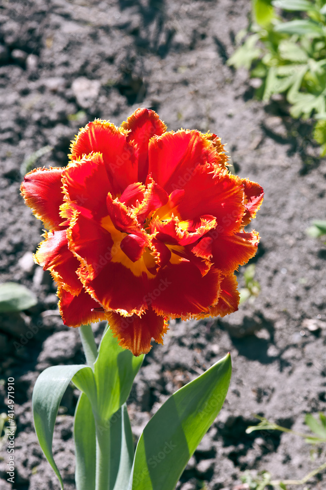 Fringed Tulip (Tulipa hybrida) in park Fringed Tulip (Tulipa hybrida) in park