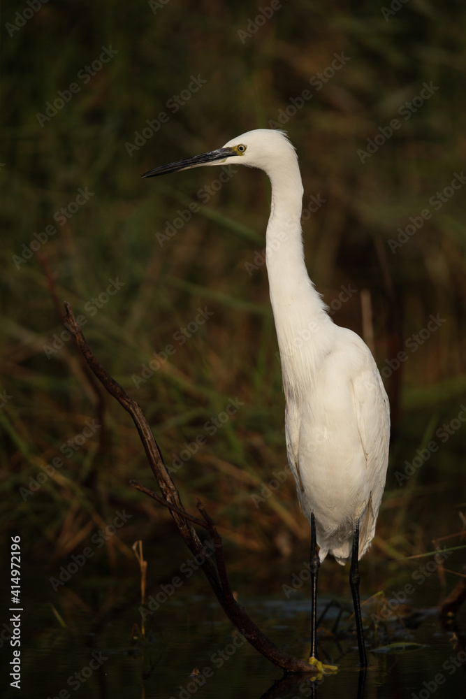 Obraz premium Portrait of a Little Egret at Asker marsh, Bahrain