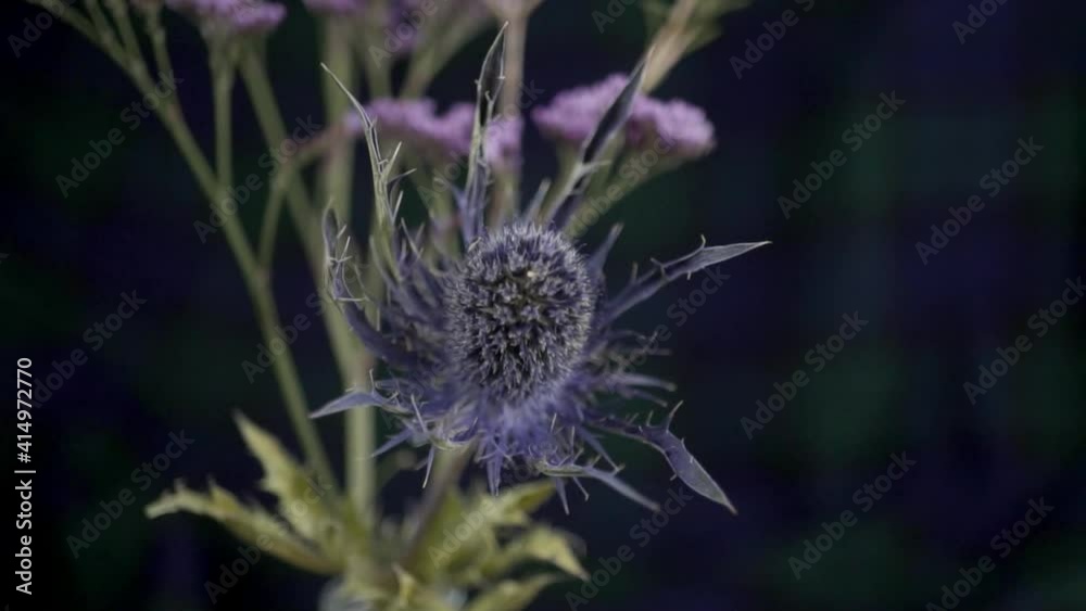 The Scottish National Flower the Thistle in a dried flower arrangement. Tartan blue and green check fabric as the background. Slow motion footage.