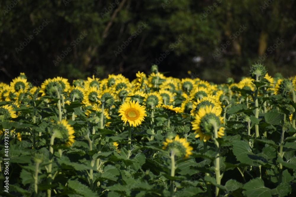Obraz premium Sunflowers Farm 