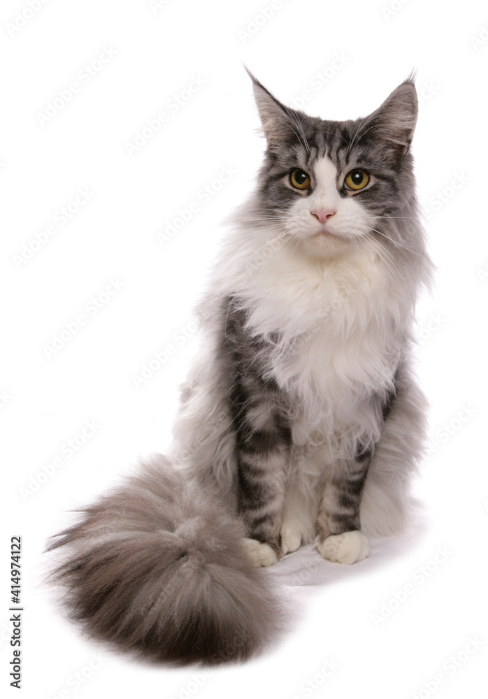 Maine Coon adult cat