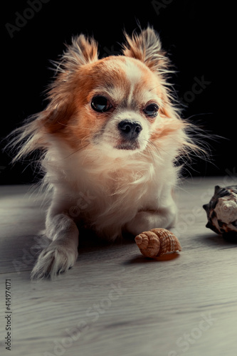 A serious Chihuahua. 