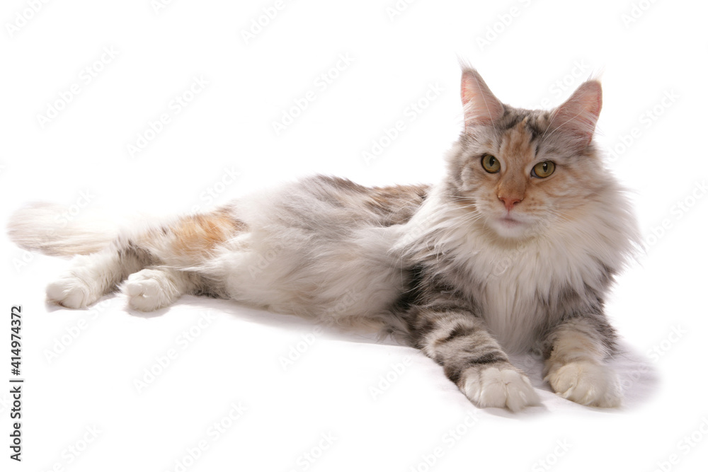 Maine Coon silver cream and white cat