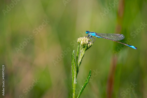 Enallagma cyathigerum. blue dragonfly on a meadow flower. Close-up dragonfly with big eyes sits on a white flower of a field plant. natural blurred green background. space for text