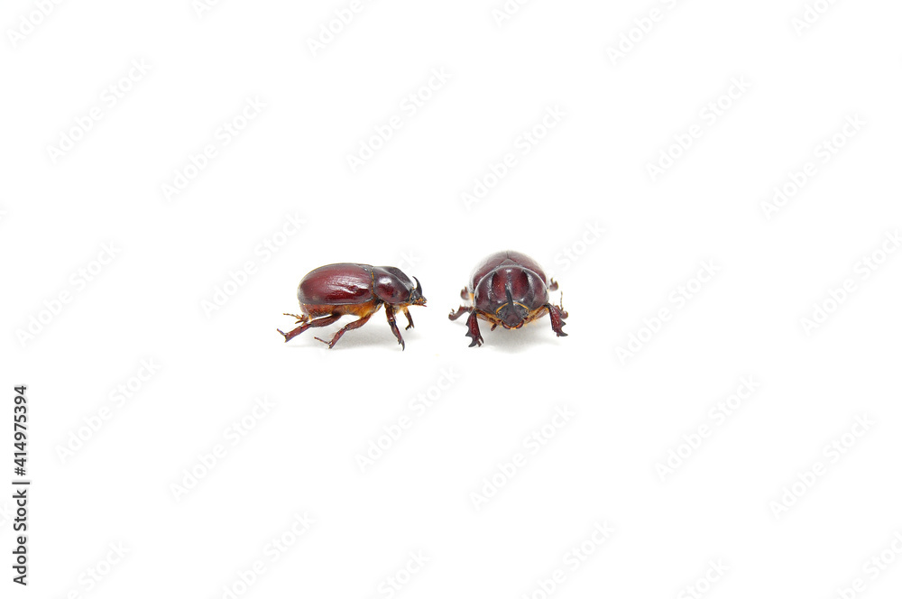 Rhinoceros beetle on a white background close-up. Insects, animals, fauna Rhinoceros beetle on a white background close-up. Insects, animals, fauna