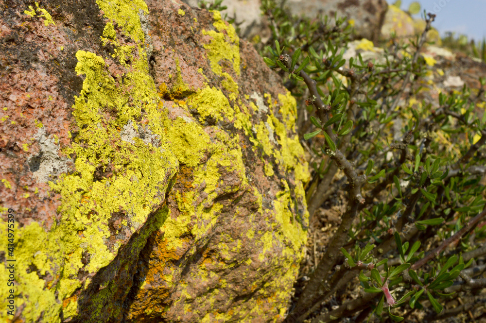 moss on tree