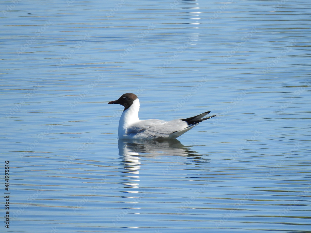 animal a bird called a black-headed gull nesting on an island of a retention reservoir in the city of Białystok in Podlasie in Poland animal a bird called a black-headed gull nesting on an island of a retention reservoir in the city of Białystok in Podlasie in Poland