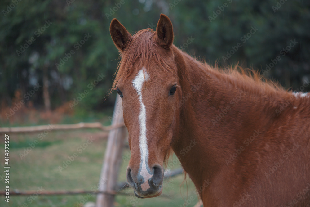 Naklejka premium horse
