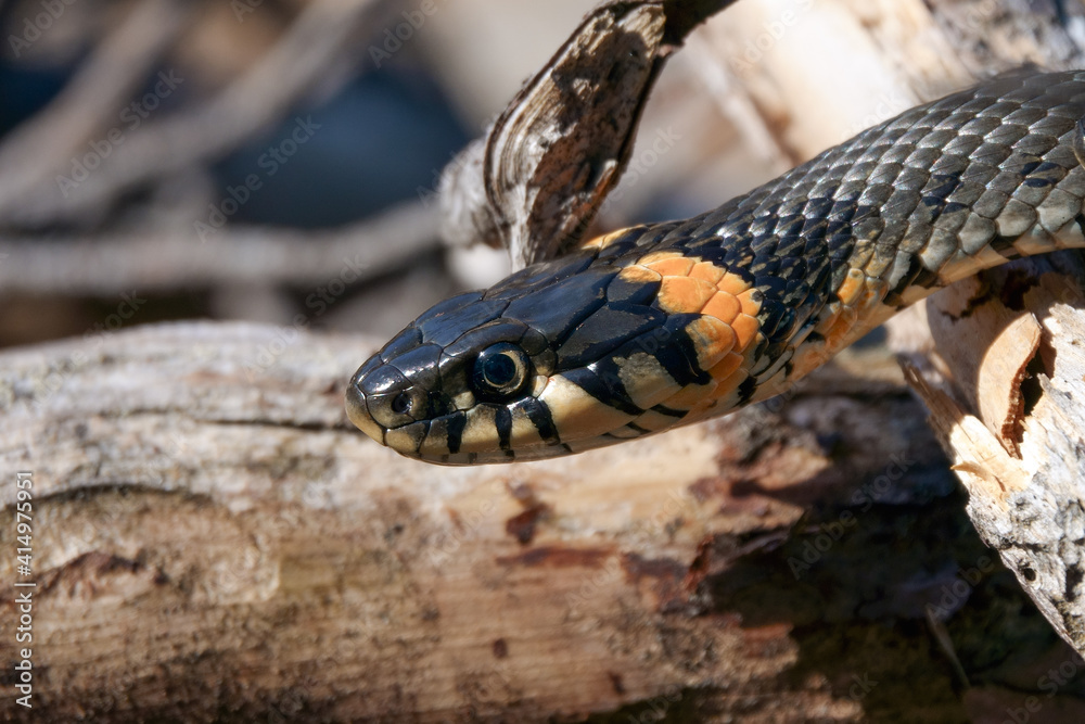 grass snake grass snake
