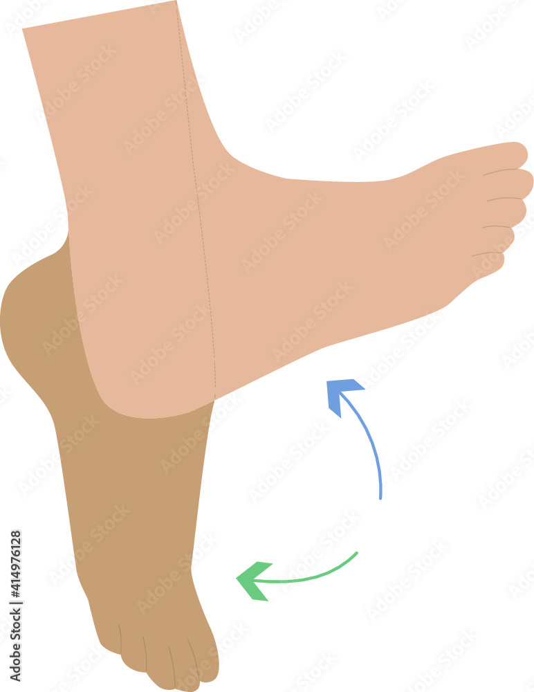 Ankle flexion exercise - illustration