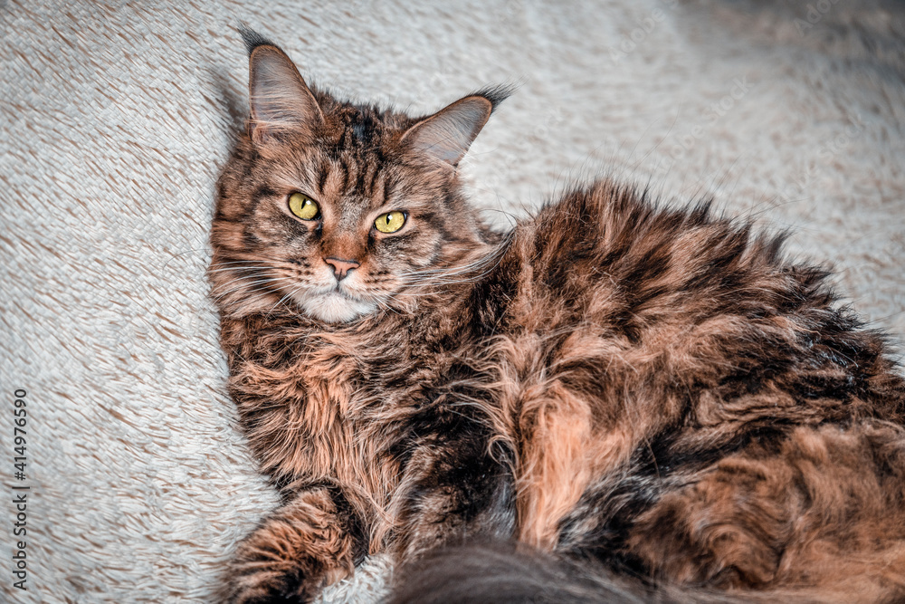 Maine coon portrait, beautiful cat on the couch