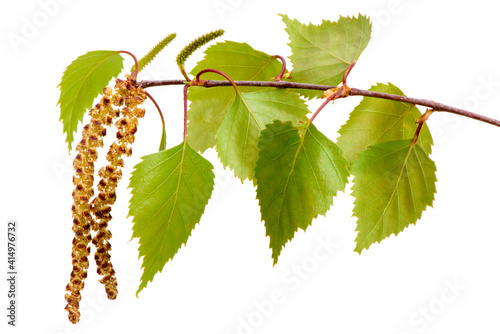 leaves of birch tree and blooming pollen isolated over white background