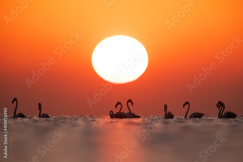 Greater Flamingos and dramatic sunrise at Asker coast  Bahrain