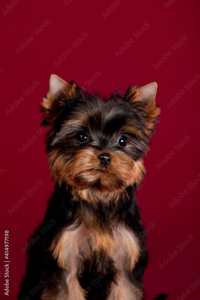 Little Yorkshire Terrier puppy on the background