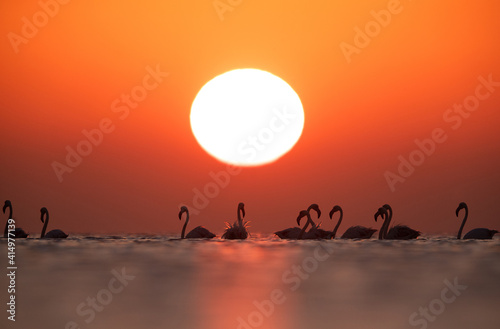 Greater Flamingos and dramatic sunrise at Asker coast  Bahrain