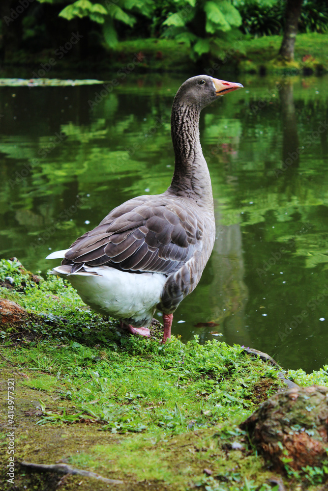 Duck by the pond Duck by the pond