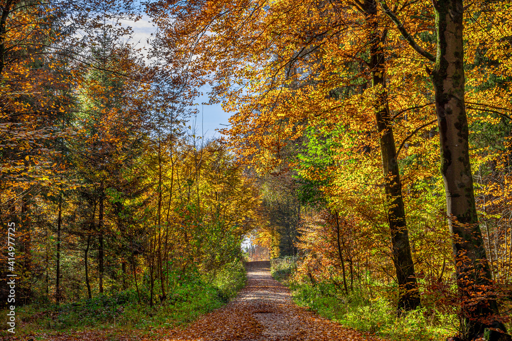 Weg durch einen Wald im Herbst, Bayern, Deutschland