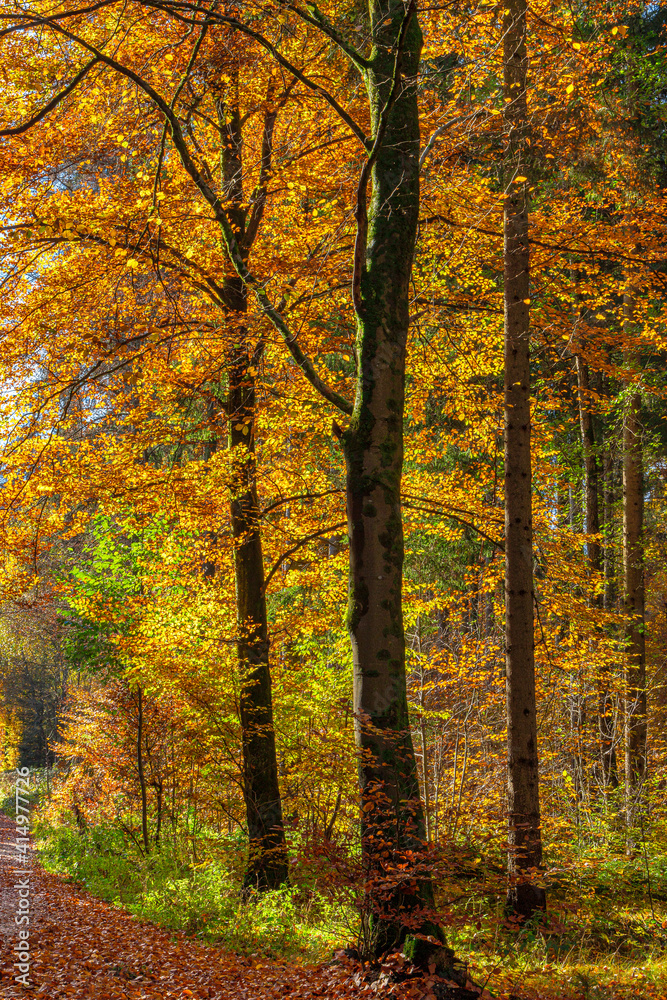 Weg durch einen Wald im Herbst, Bayern, Deutschland Weg durch einen Wald im Herbst, Bayern, Deutschland
