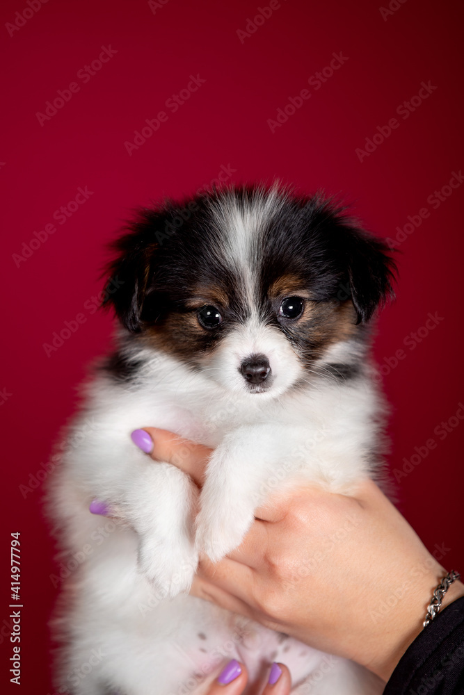 Beautiful little puppies of papillon breed in the studio Beautiful little puppies of papillon breed in the studio