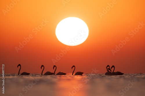 Greater Flamingos and dramatic sunrise at Asker coast  Bahrain