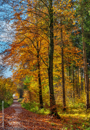 Weg durch einen Wald im Herbst, Bayern, Deutschland