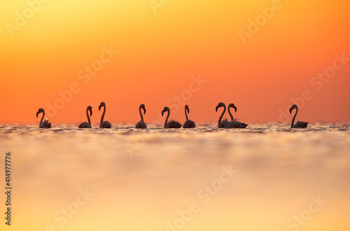 Greater Flamingos during sunrise at Asker coast of Bahrain