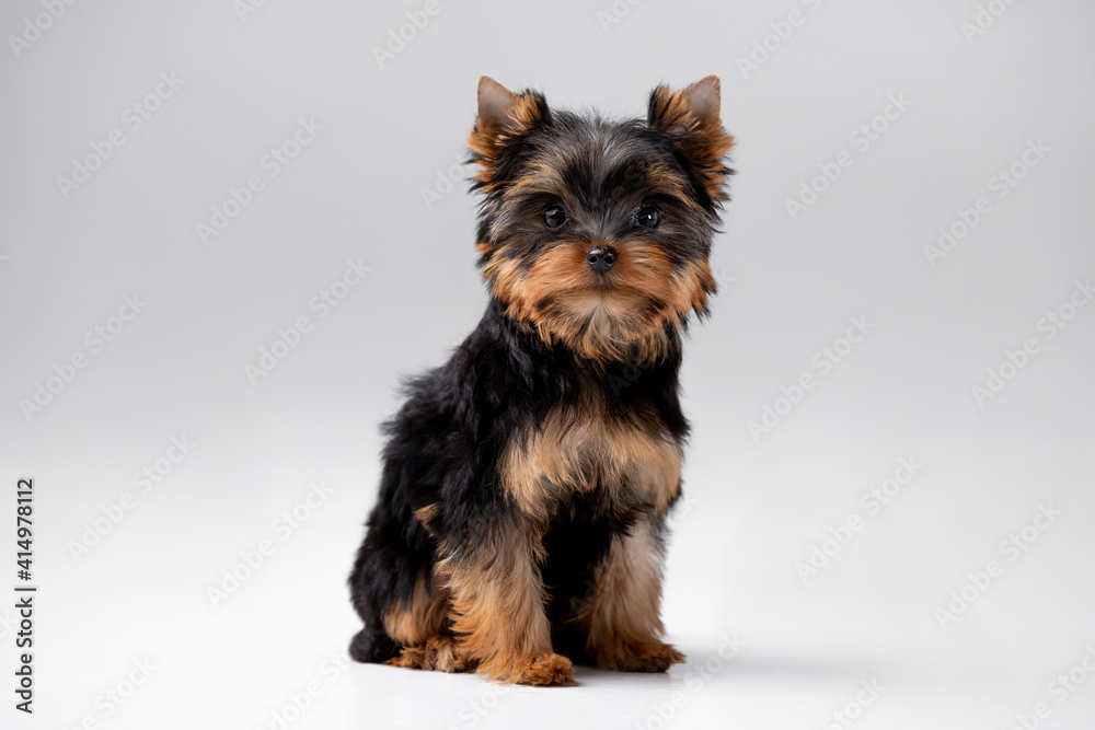 Little Yorkshire Terrier puppy on the background Little Yorkshire Terrier puppy on the background