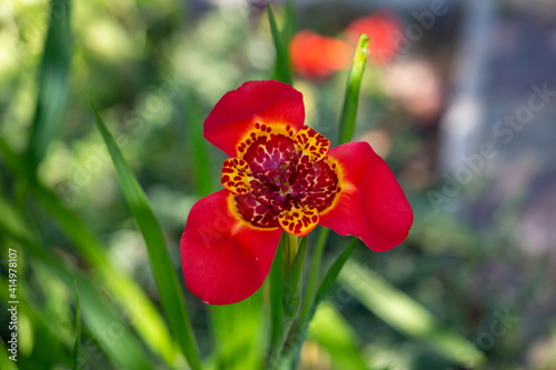 Bright red tigridia pavonia flower macro photography on a green background. Red peacock flower garden photography in a summer day. Beauty tiger-flower close up botanical photography in summertime. photo