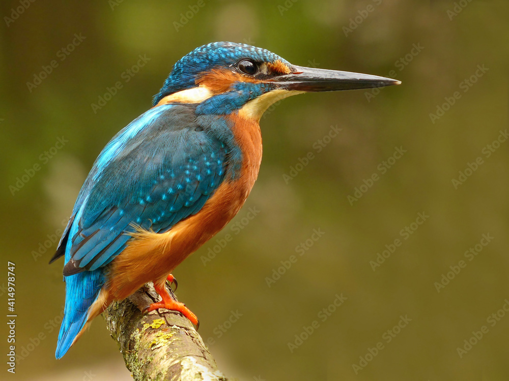 Fototapeta premium Ein Eisvogelportrait