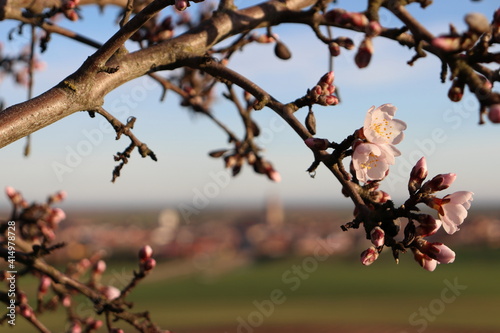 Flor del almendro