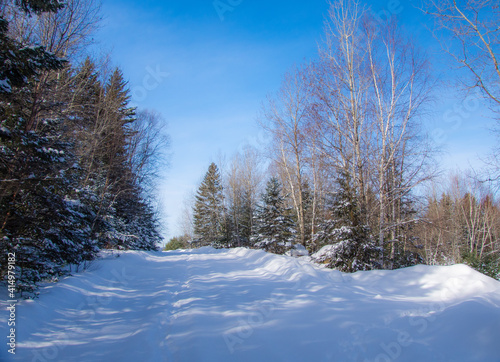 Wallpaper Mural Winter landsacape on the forest Torontodigital.ca