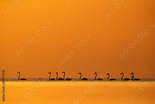Beautiful silhouette of Greater Flamingos during sunrise at Asker coast of Bahrain