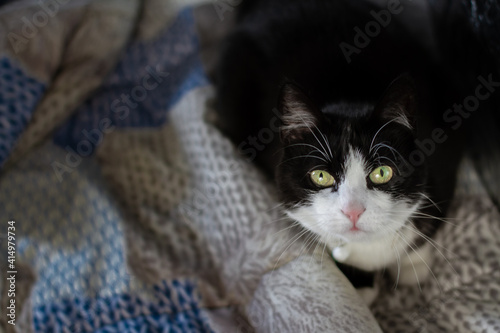 Cats