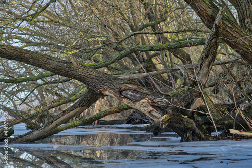 Tauwetter an der Havel. Bäume an der Havel.