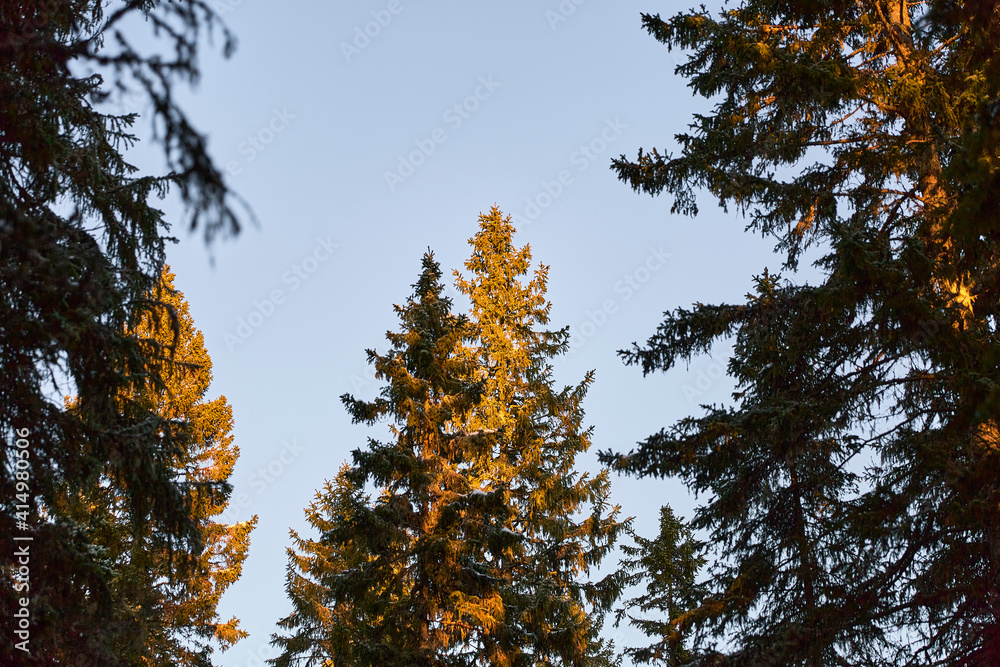 Obraz premium Treetops pine tree forest