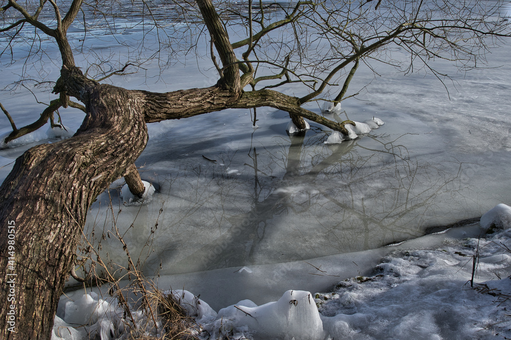 Tauwetter an der Havel. Baum im Eis.